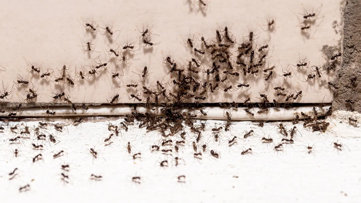 how to get rid of ants at home