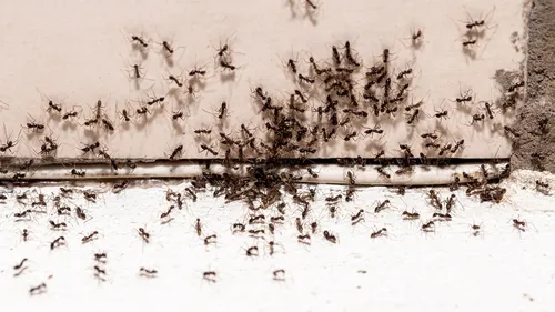 how to get rid of ants at home