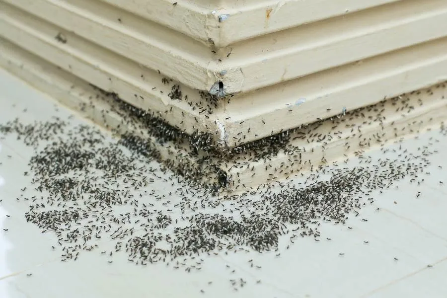 get rid of ants at home