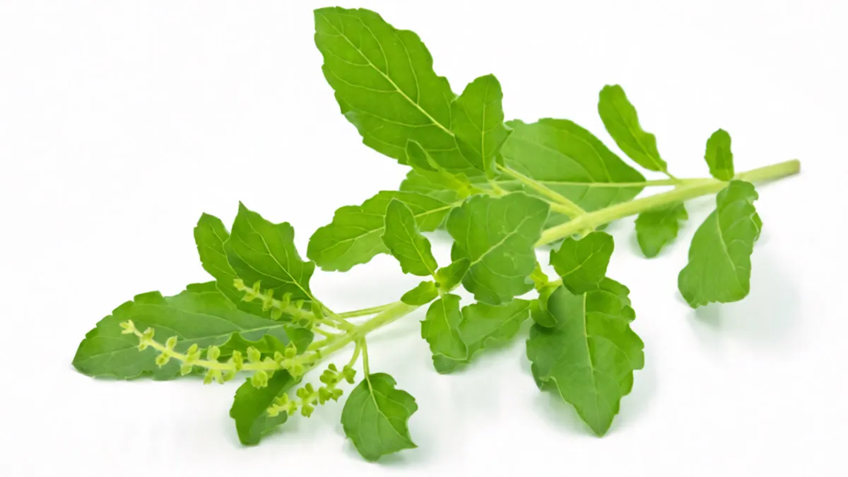 Tulsi Leave Water Benefits
