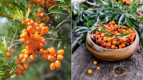 sea buckthorn benefits nutritional value 