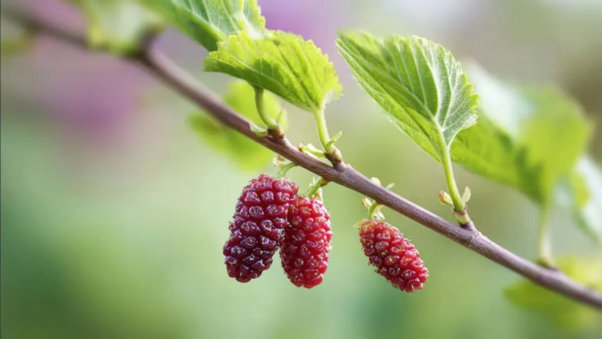 how to grow sweet mulberries in balcony pots (1)