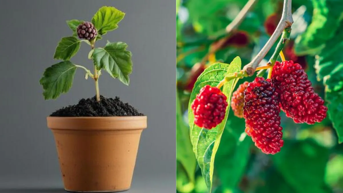 how to grow sweet mulberries in balcony pots