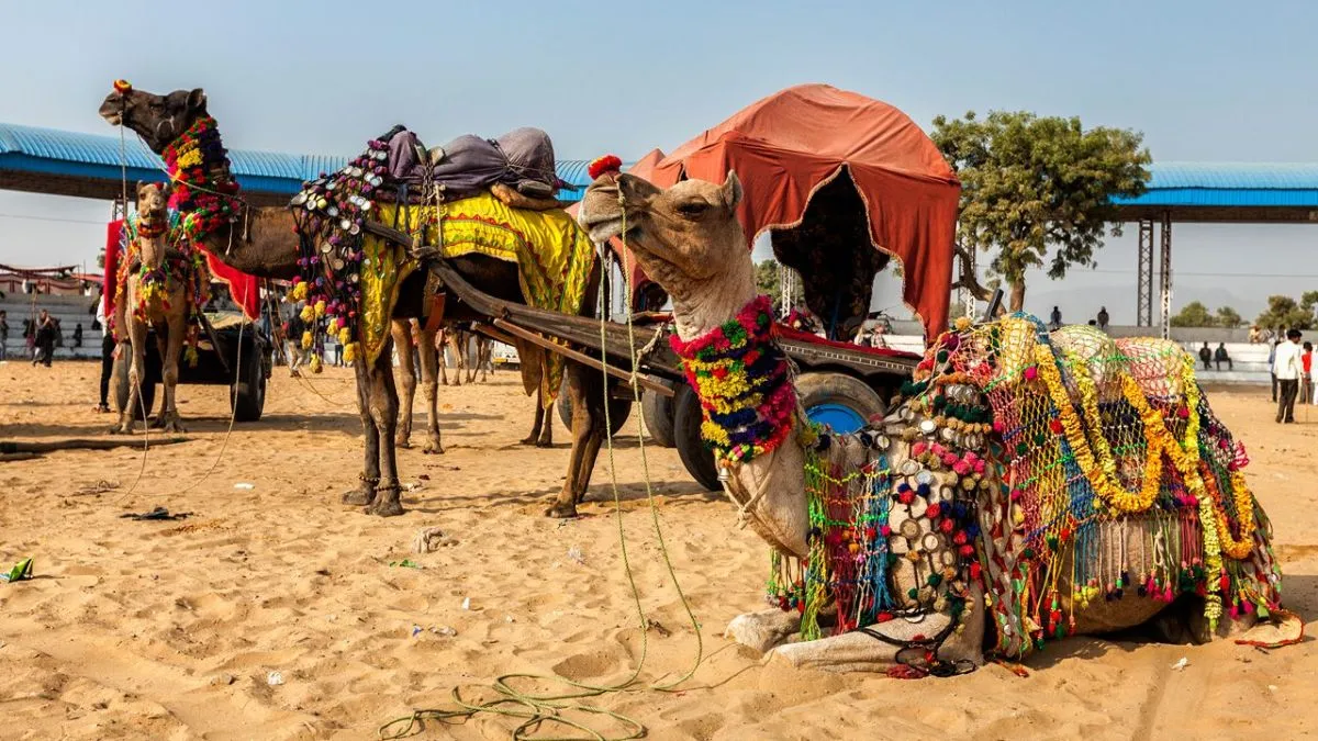 festival destinations to explore in india (2)