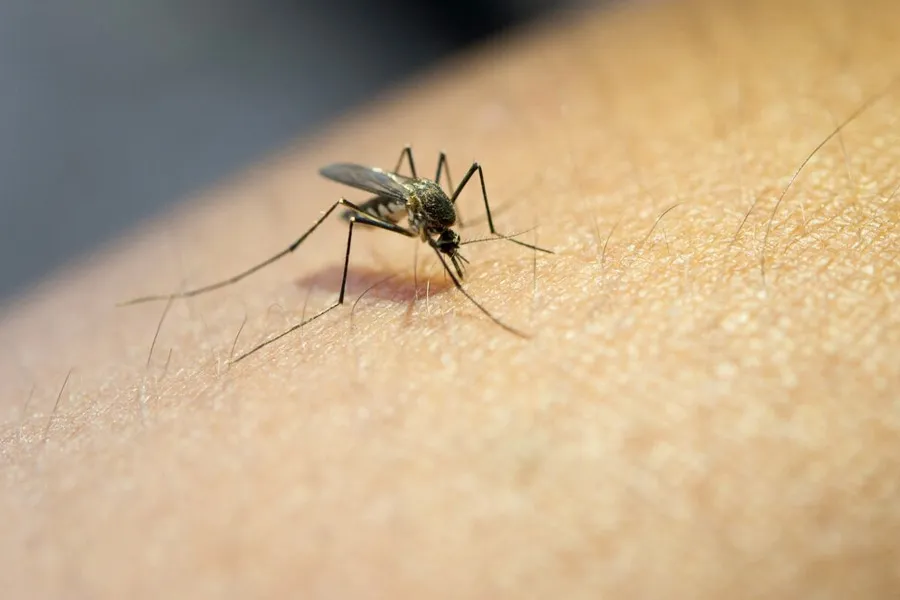 mosquito tips