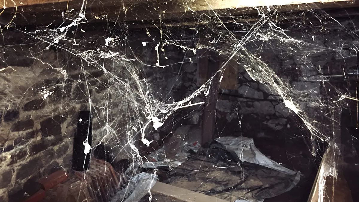 Spider Web Cleaning Tips