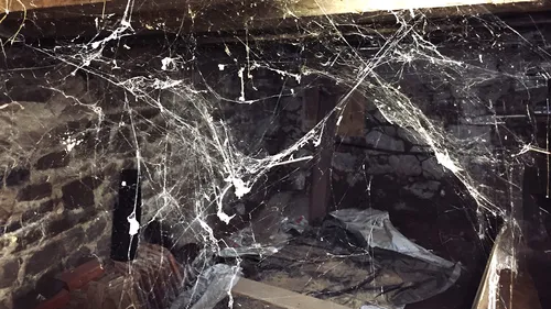 Spider Web Cleaning Tips