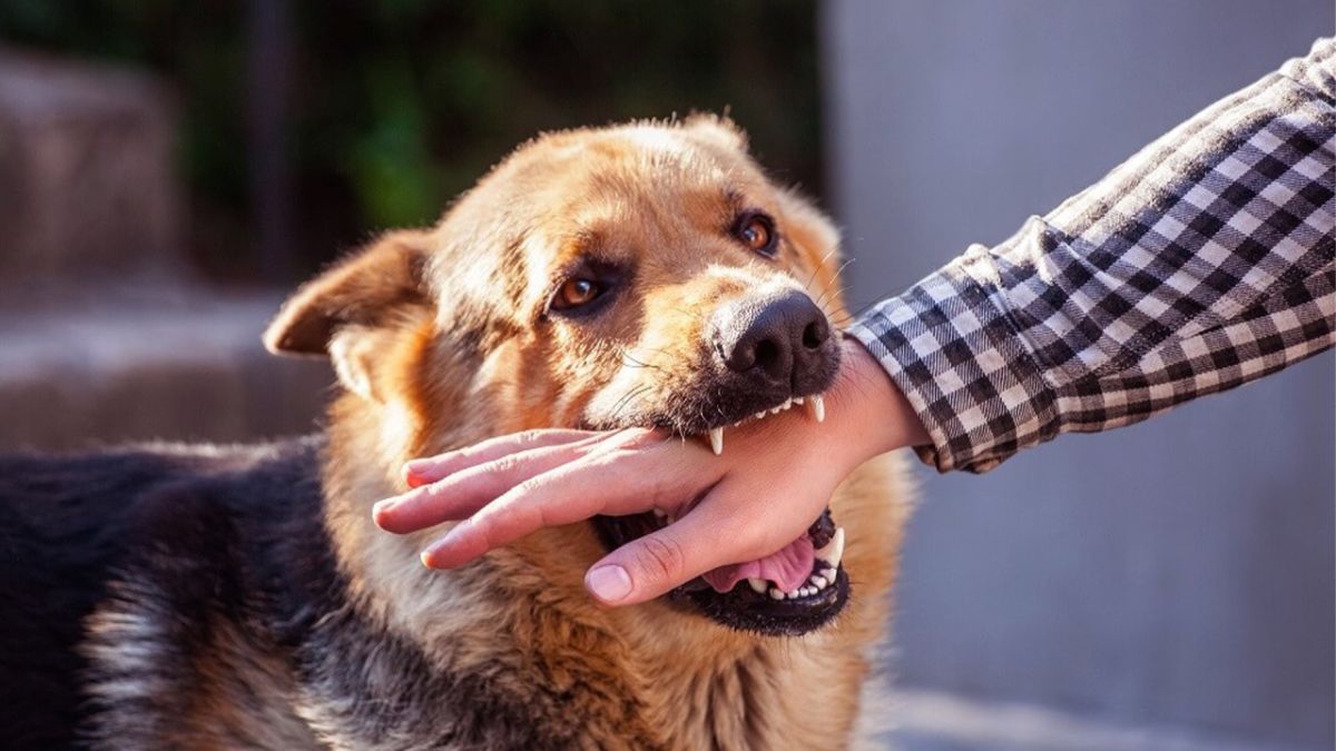 do this immediately after a dog bite to preventinfections dog bite HerZindagi Tamil