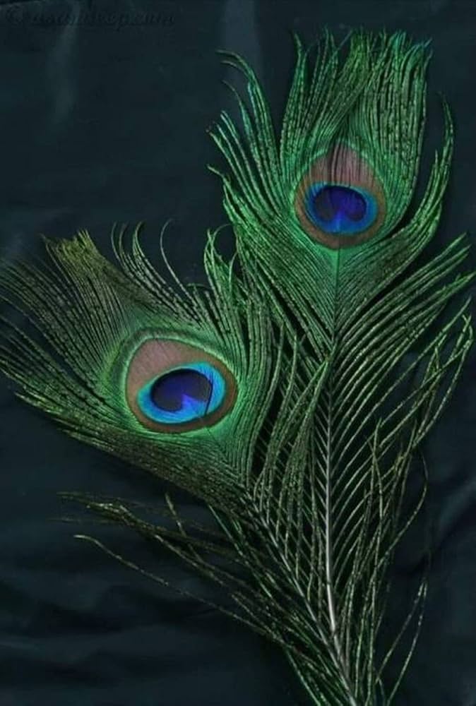 peacock feathers