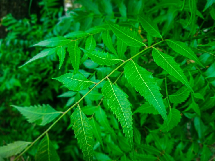 neem leaf 1