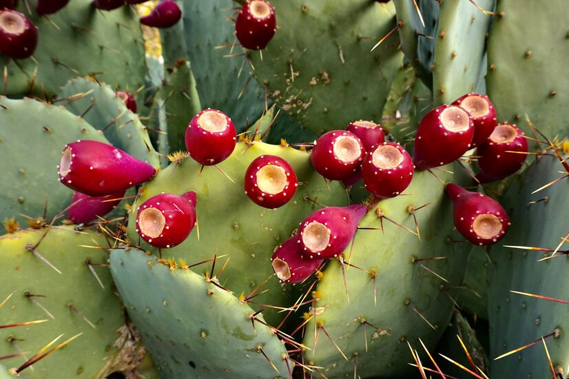 Cactus Fruit  benfits