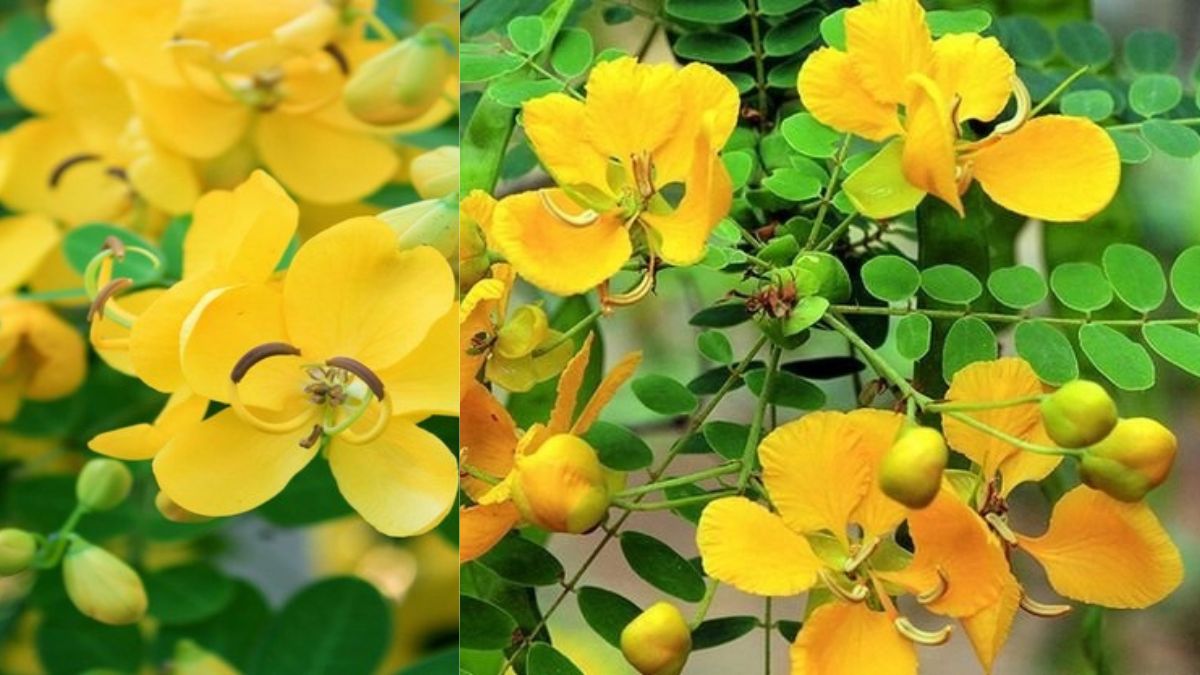 amazing benefits of Aavaram flower  aavaram  poo for 30 year old women and diabetics patients