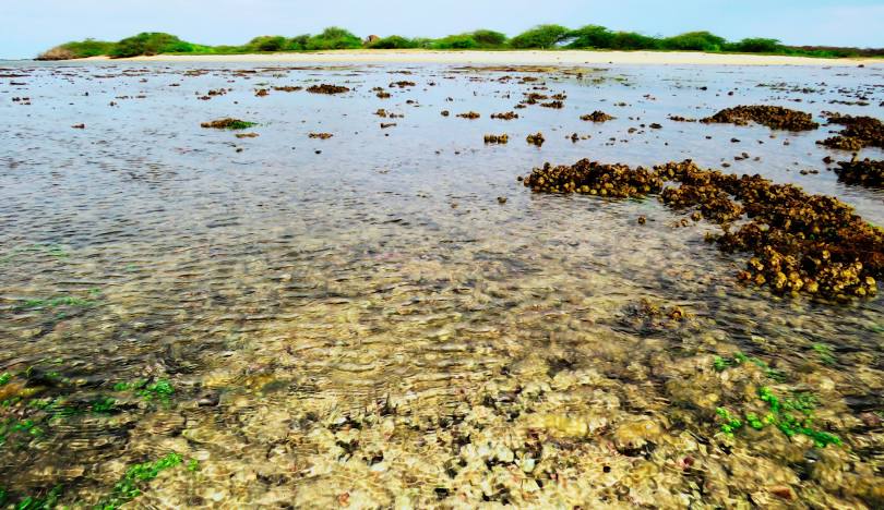 kurusadai island travel cost