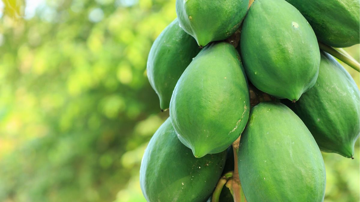 raw papaya benefits 10 things it can do to your body-7