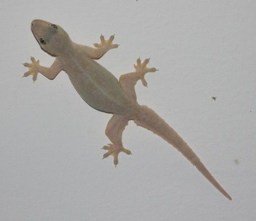 lizard vastu