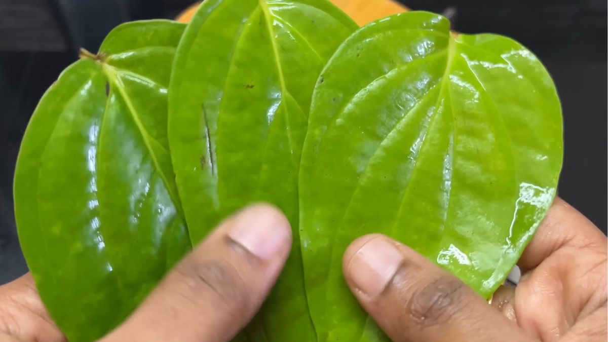 constipation can cause many problems betel leaf decoction cures constipation in one day-3