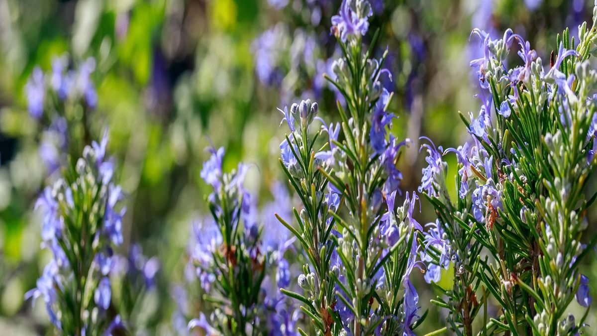 rosemary-plants-at-home_0_1200
