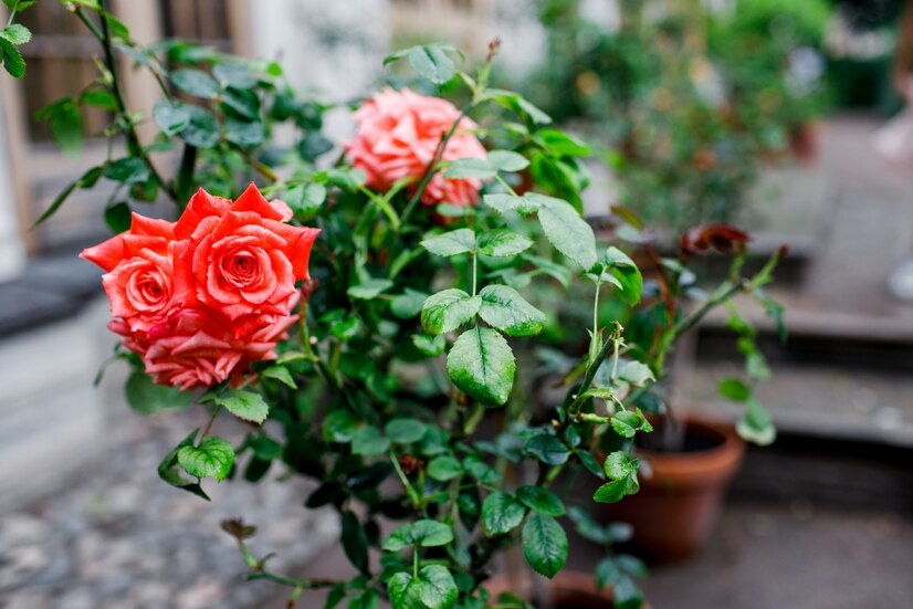 growing rose plant in terrace