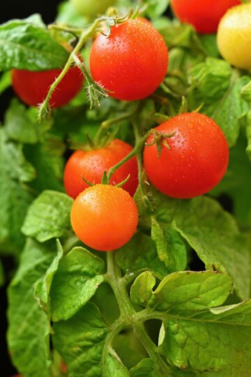 how to grow tomatoes