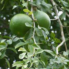 vilvam for lord shiva