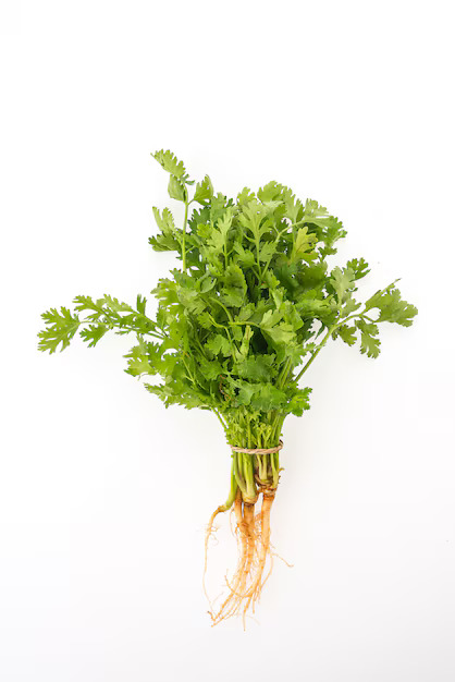 grow coriander at home