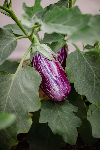 tips to grow brinjal