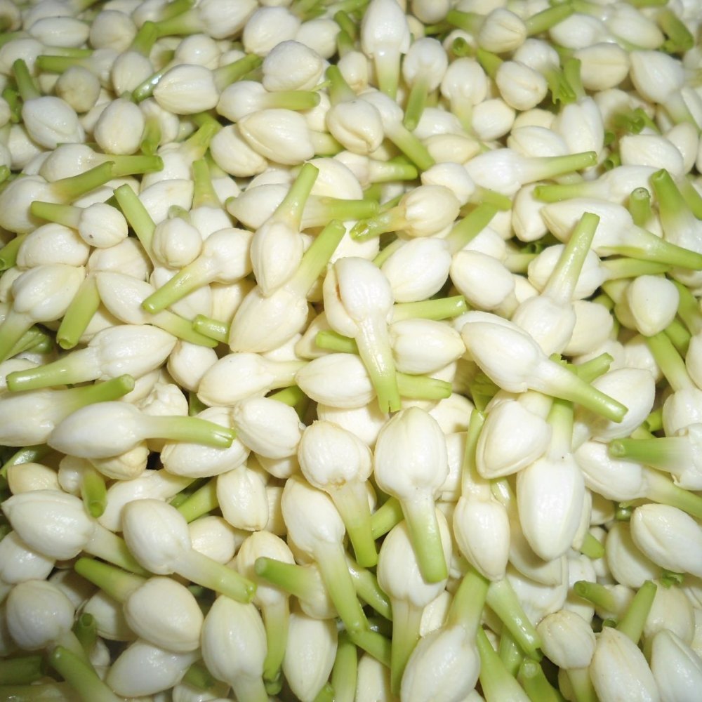 growing malligai poo