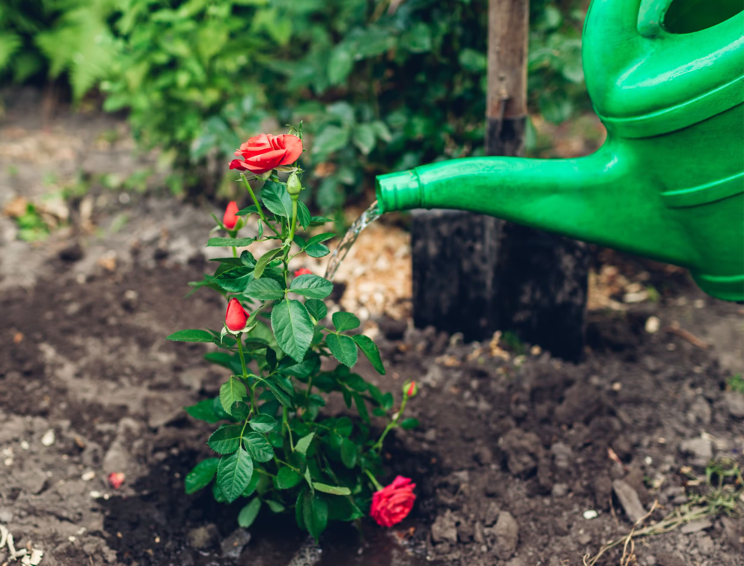 garlic and onion peel fertilize