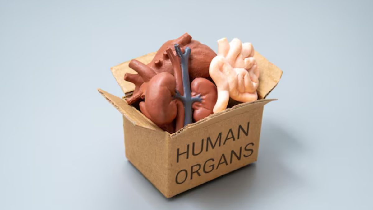 Untitled design - 2025-03-26T141418.365