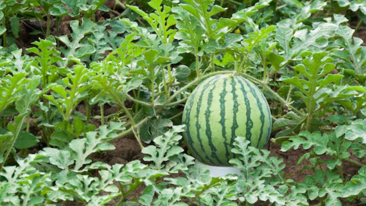 watermelon planting