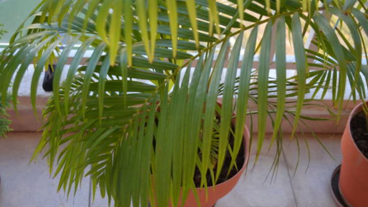 areca palm tree