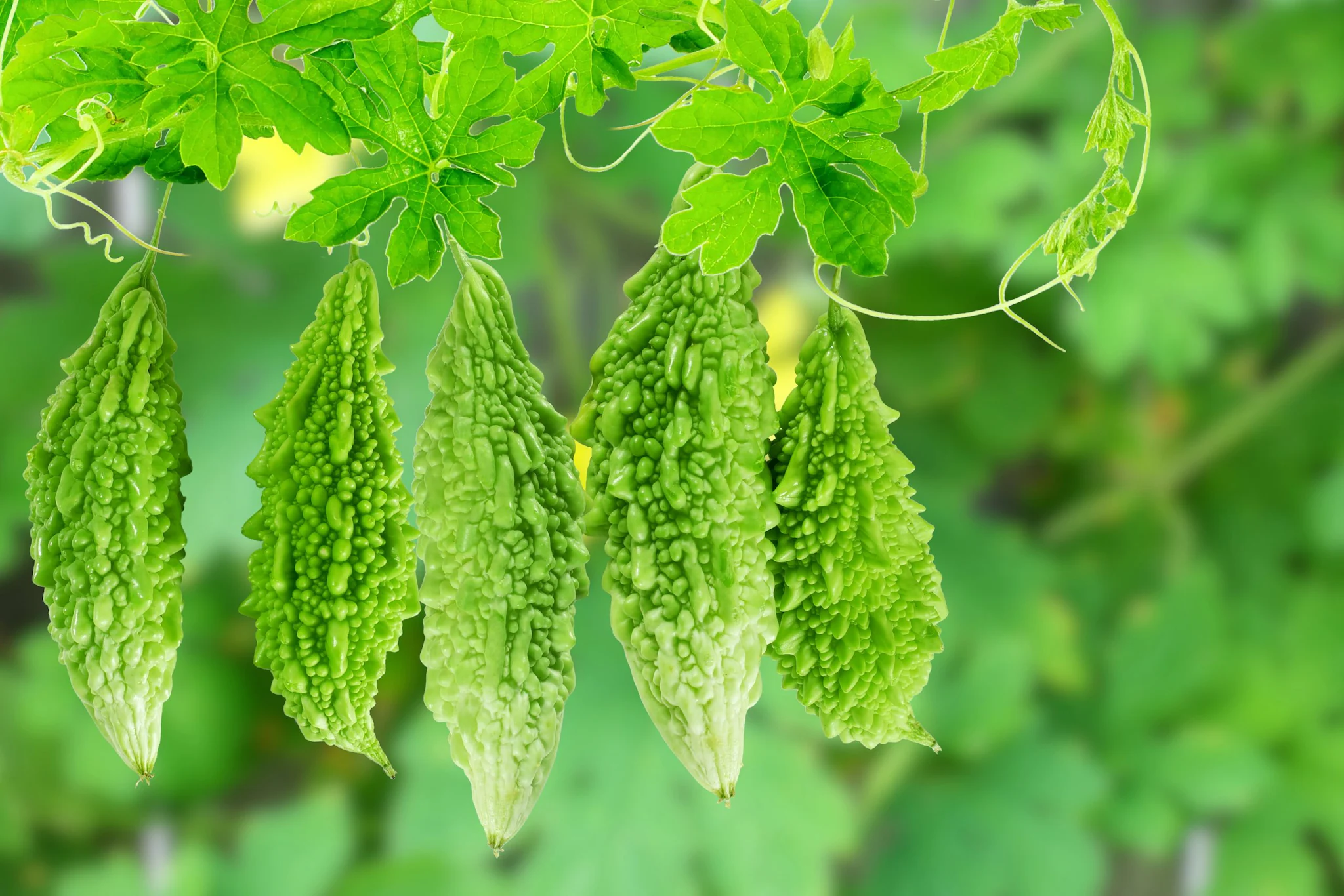 bitter-gourd-3-2023-10-cfac125b3fc4ca54b9724b2ada6c8651-scaled (1)