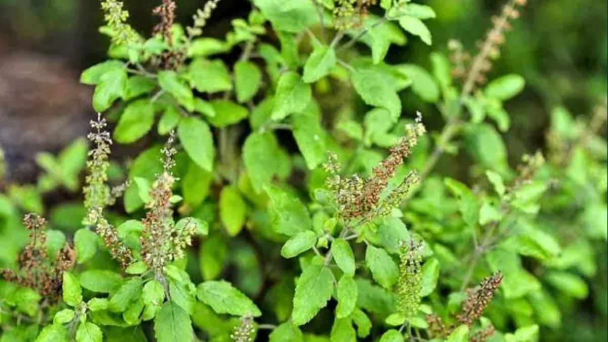 benefits-of-applying-a-tulsi-face-pack-on-your-face-before-taking-a-bath-in-summer-1742915474811
