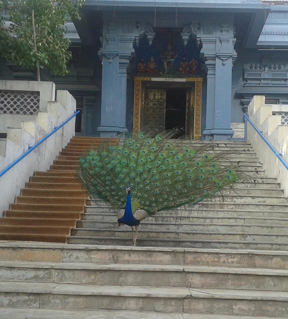 lord murugan temple delhi