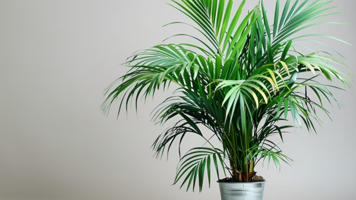 Bamboo palm plant