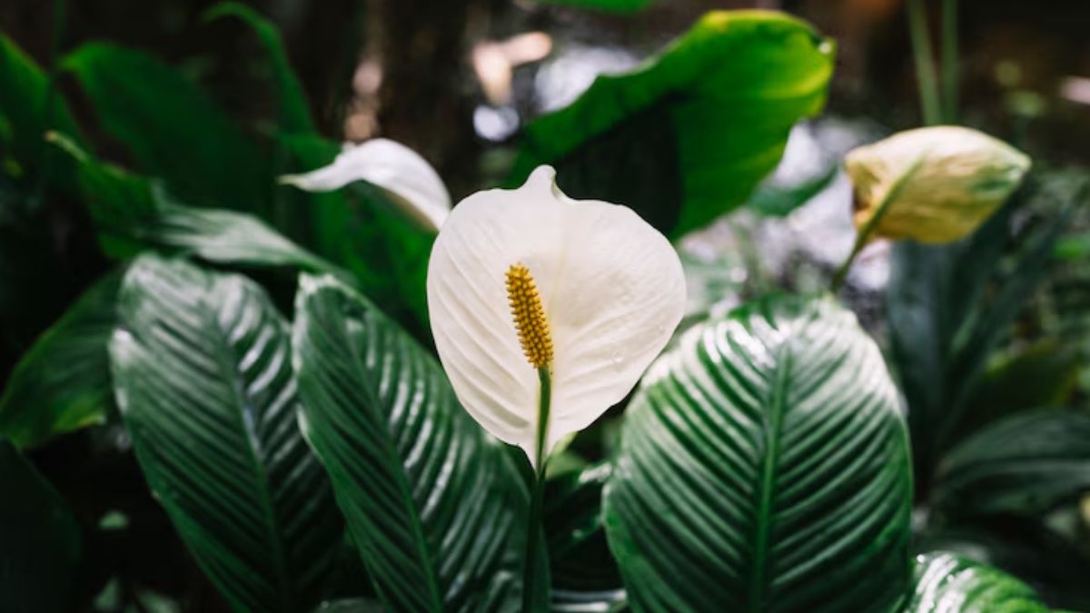Peace lily plant