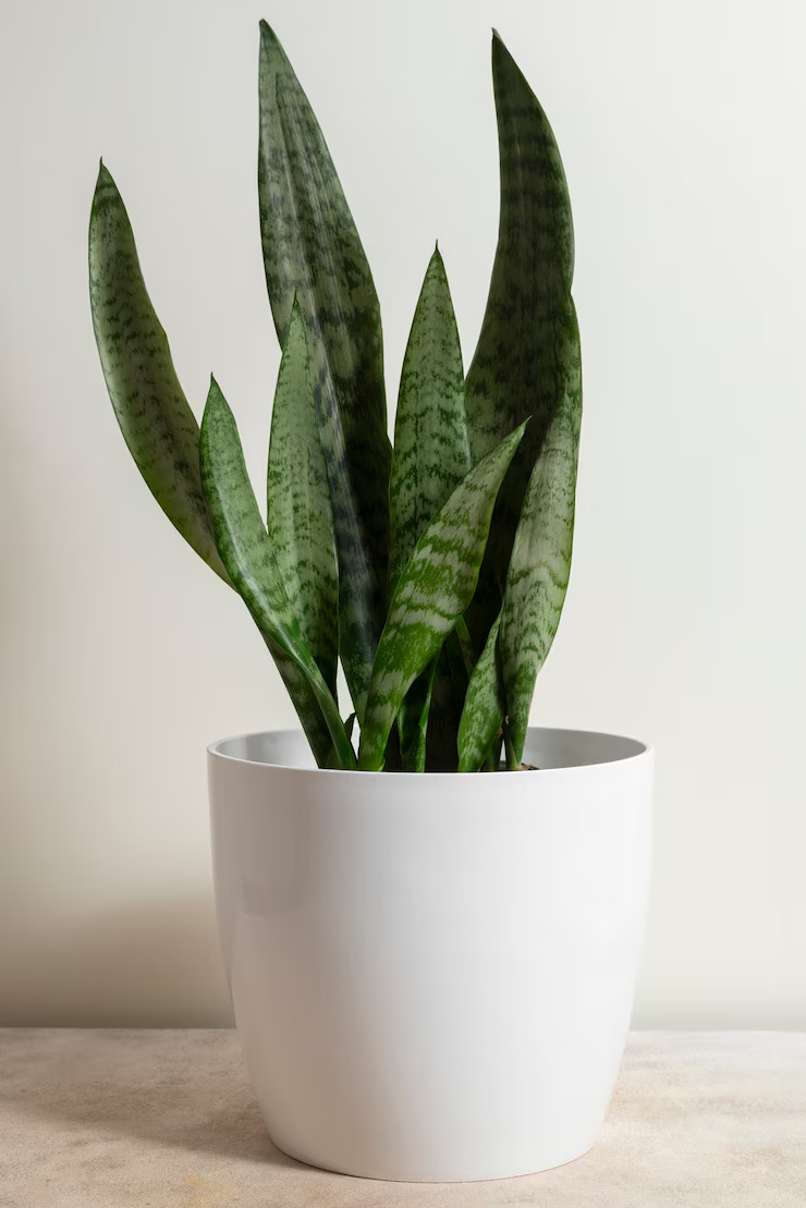 benefits of snake plant
