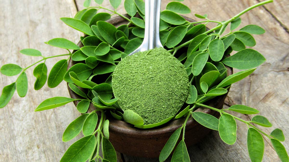 3-moringa-1726662588043-1734169098936 (1)