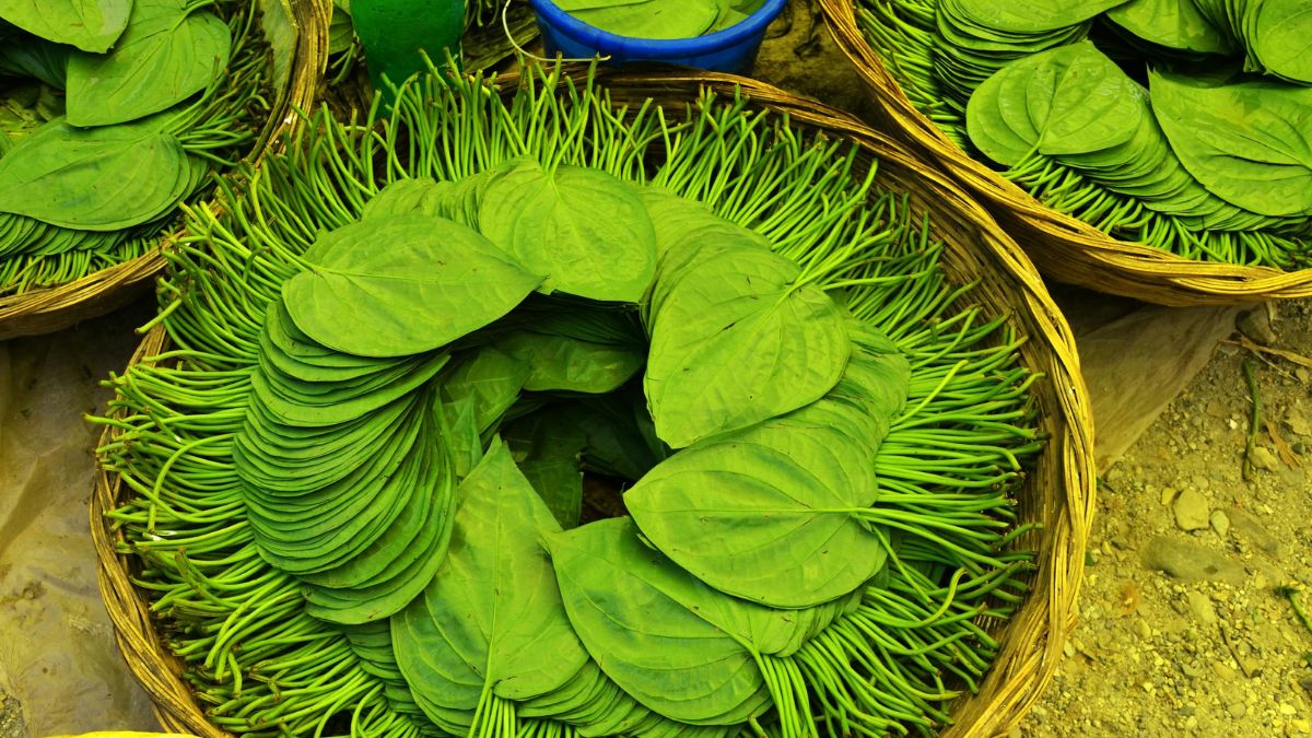 Untitled design - 2025-05-23T230727.915