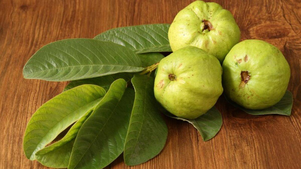 Health-Benefits-of-Guava-leaves (1)