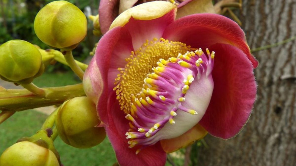 nagalinga flower