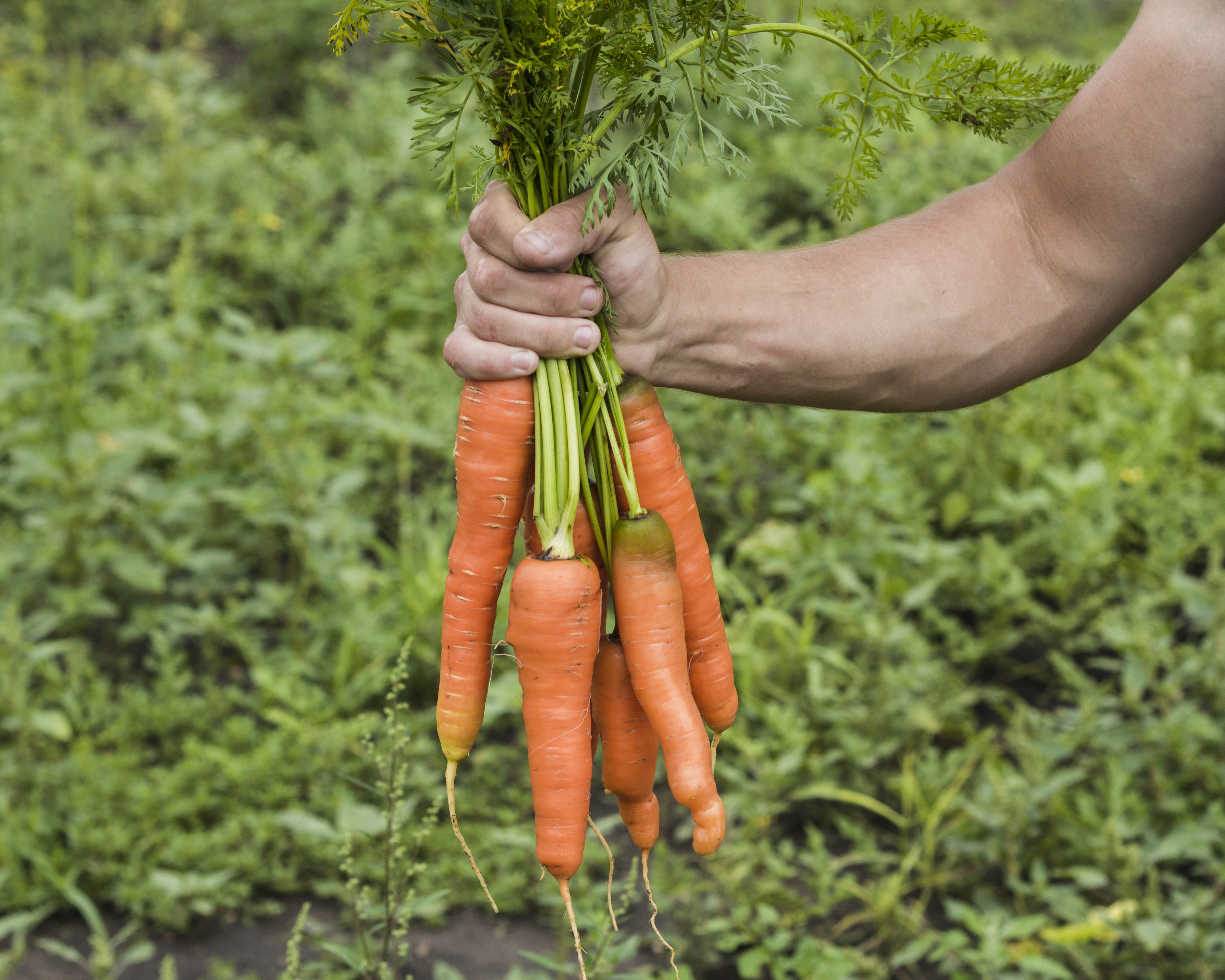 carrot growth tips