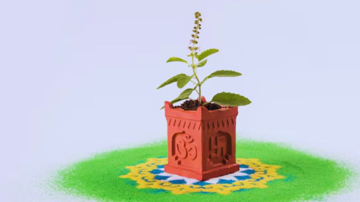 basil plant puja