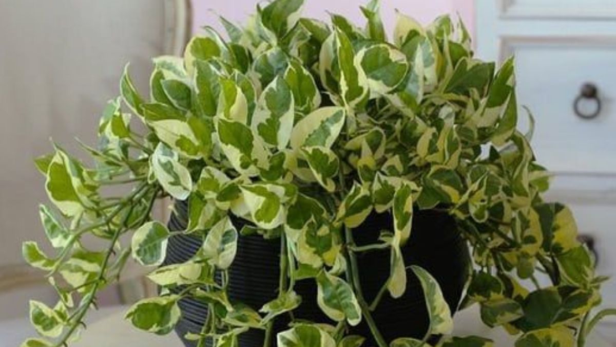 money plant