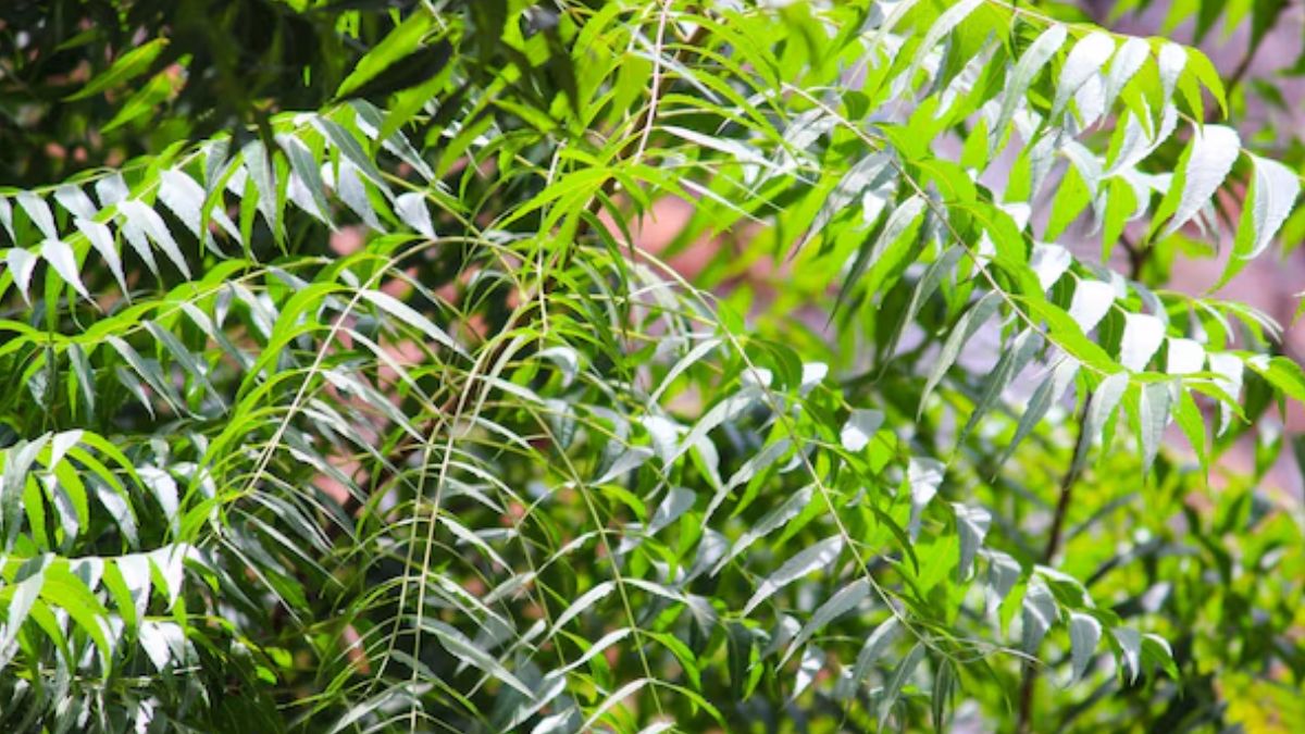 neem tree