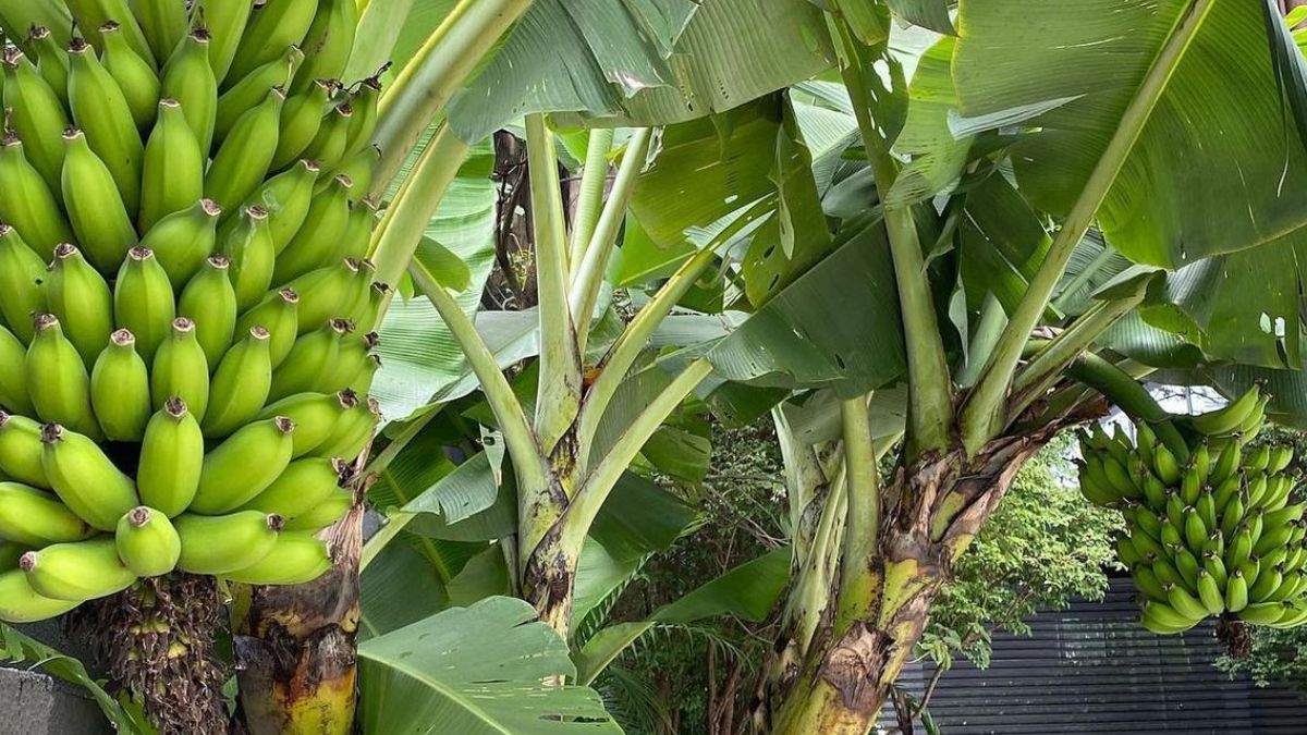 banana plant 1