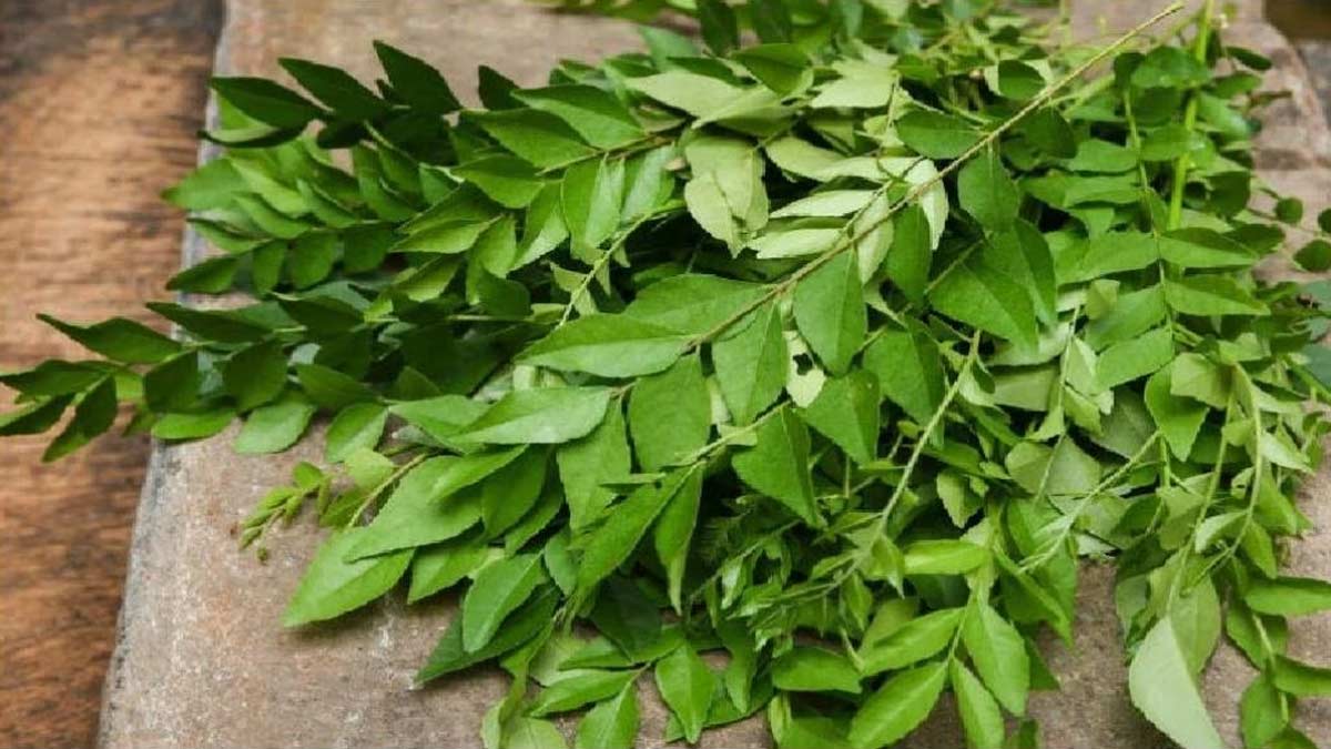 benefits-of-curry-leaf