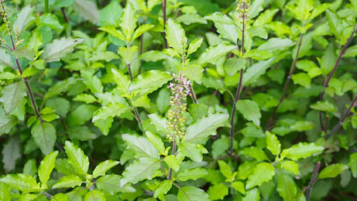 Tulsi uses