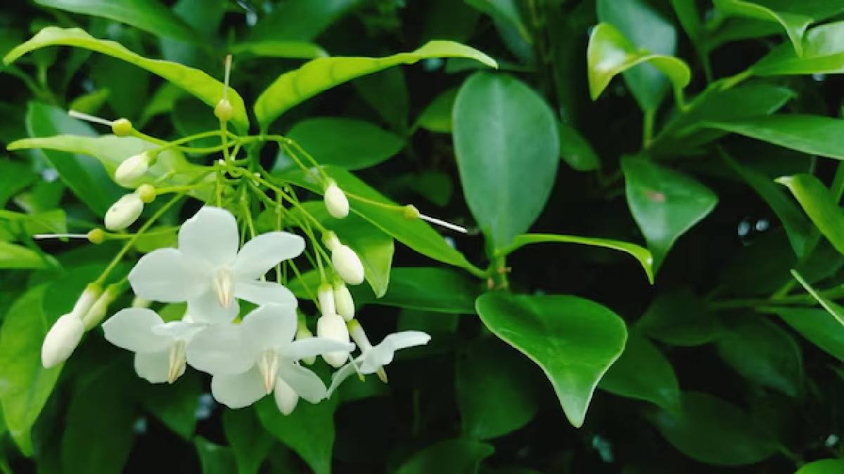 Jasmine flower