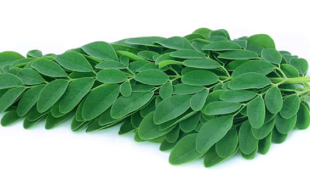 Moringa leaves